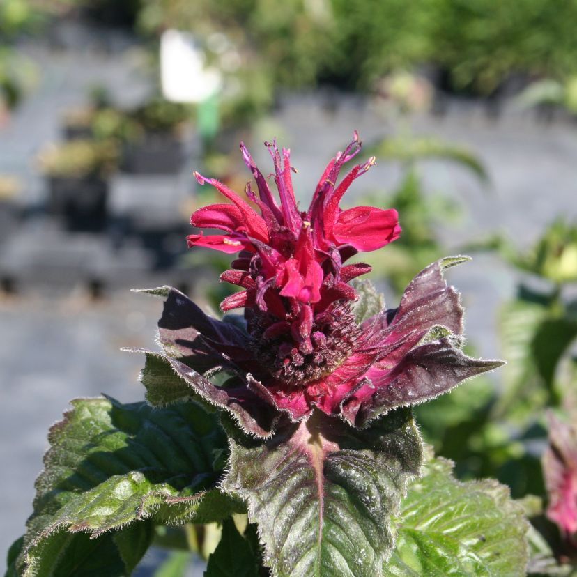 Monarda x hybr. 'Fireball'