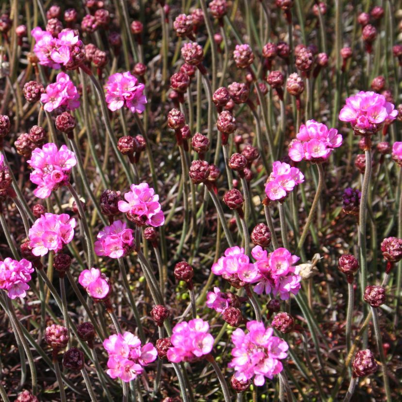 STM - Armeria maritima 'Vesuv'