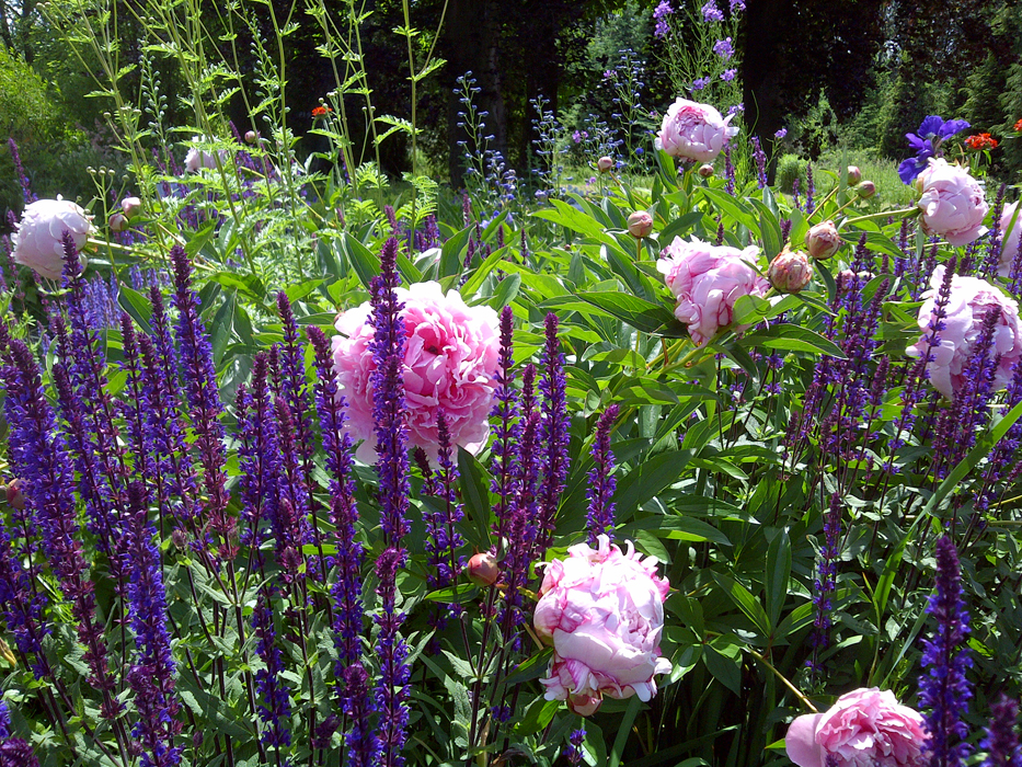 Landhausblüte blau-weiß-rosa - Staudenmischpflanzung als Fertigmischung vorgemischt
