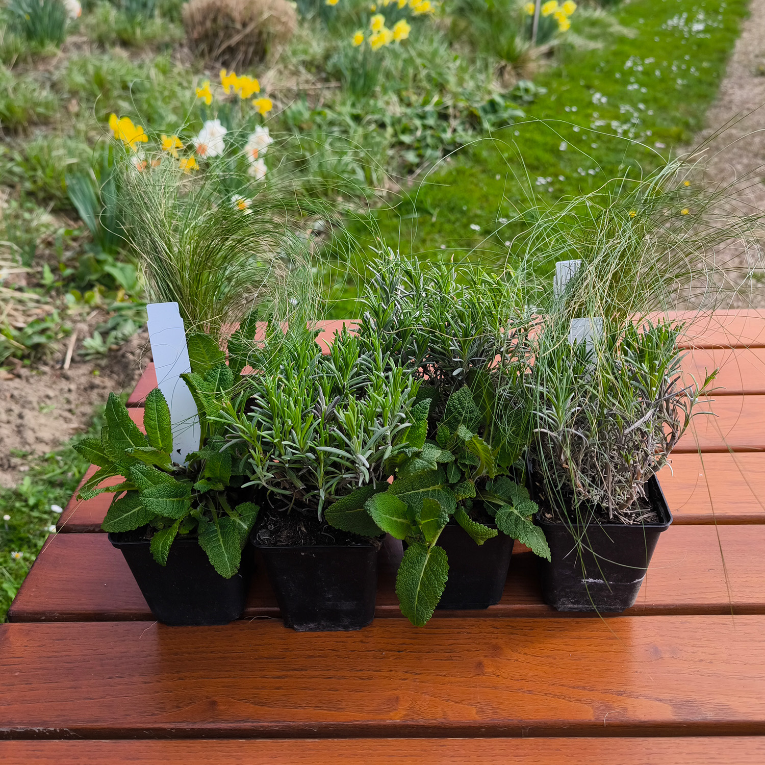 Lavendel, Salbei- und Federgras-BOX