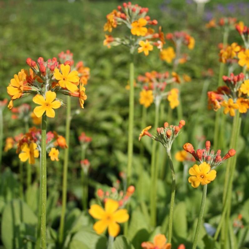 Primula bulleyana