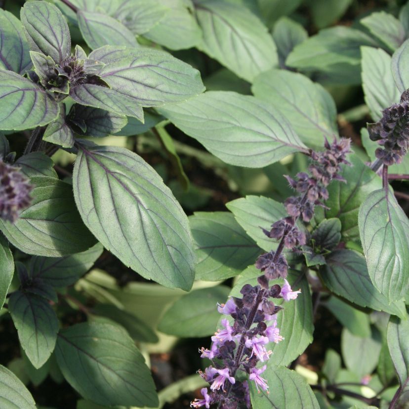 STM - Ocimum hybridum 'Magic Blue'