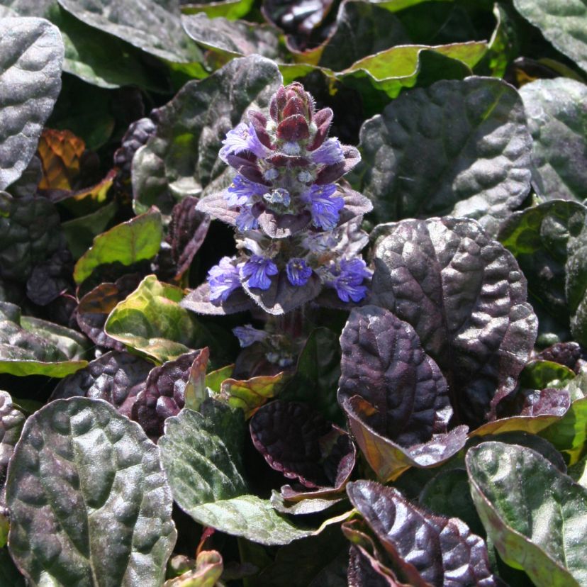 Ajuga reptans 'Atropurpurea'