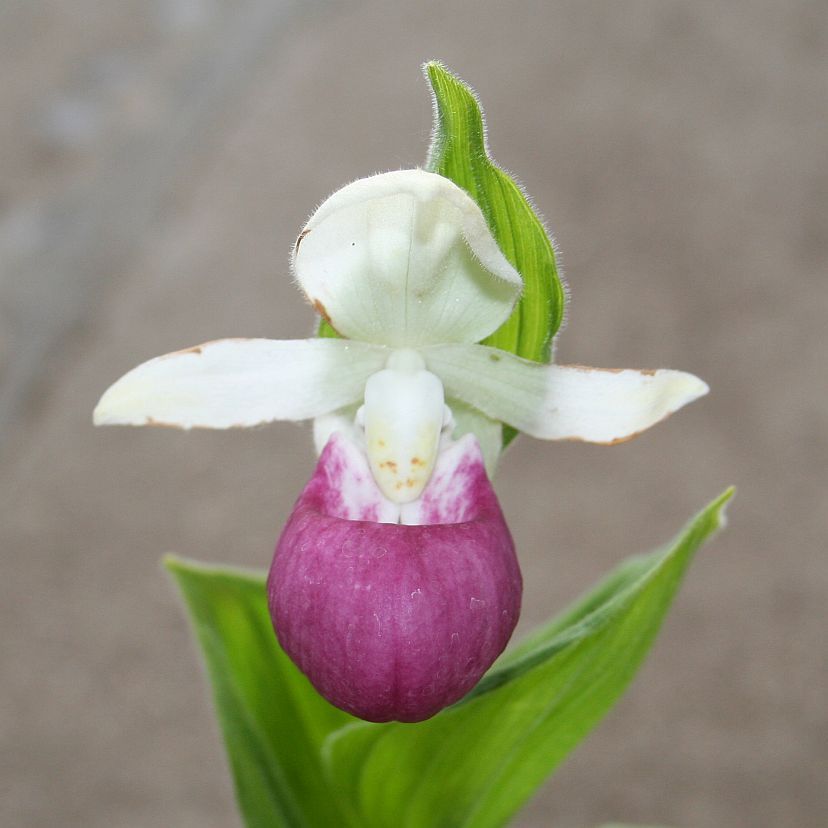 STM - Cypripedium hybr. 'Ulla Silkens'