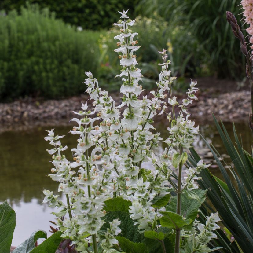 STM - Salvia sclarea var.turkest.'Vatican White'