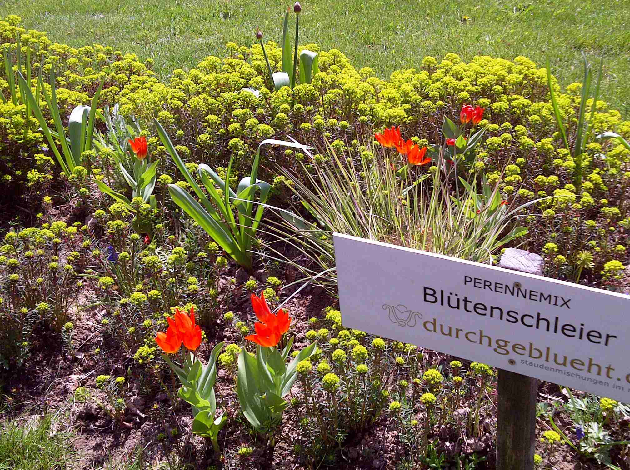 Blütenschleier - Staudenmischpflanzung als Fertigmischung vorgemischt