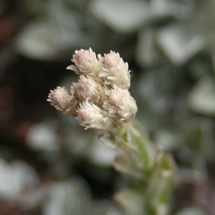 STM - Antennaria dioica var.borealis