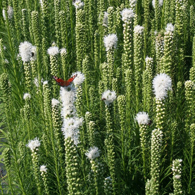 STM - Liatris spicata 'Alba'