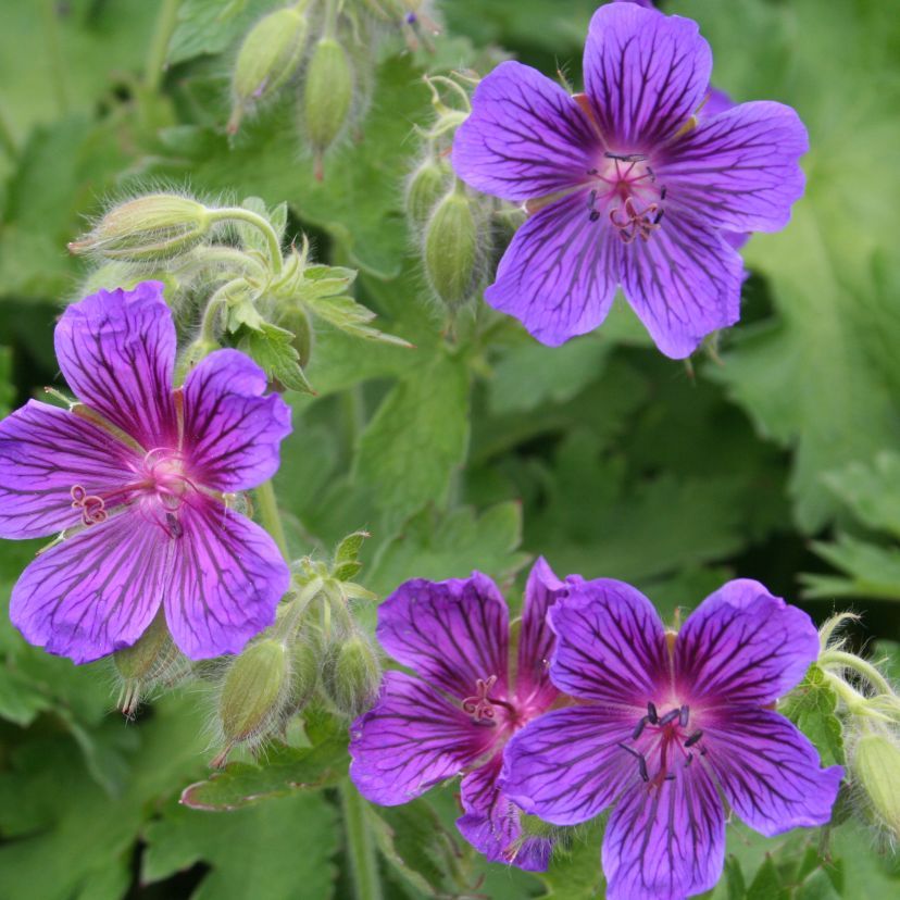 Geranium magnificum