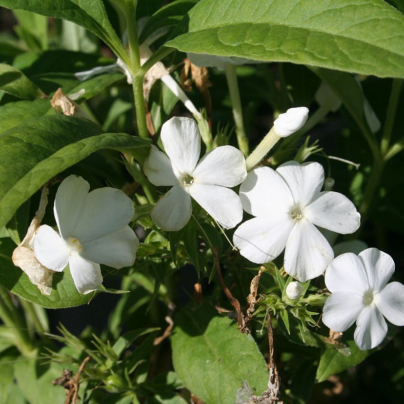 Phlox panic. 'Fujiyama'