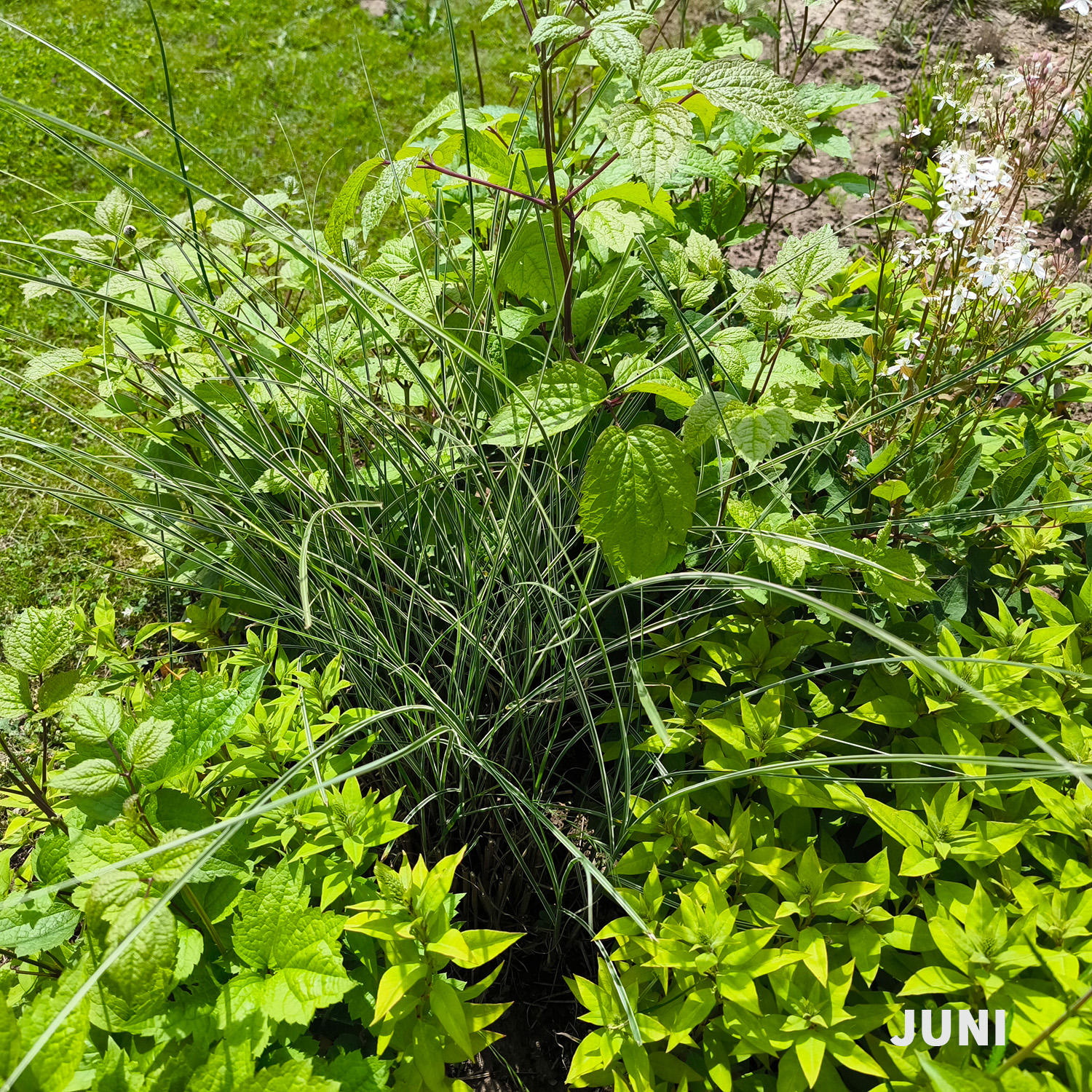 Weiß-dunkelrotes Blatt - Wädenswiler Staudenhecke