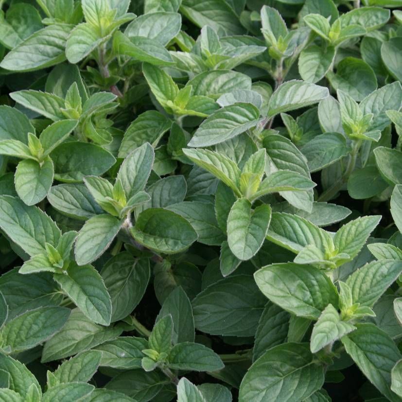 Mentha species 'Hillarys Sweet Lemon'