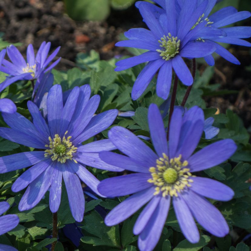 STM - Anemone blanda 'Blue Shades'