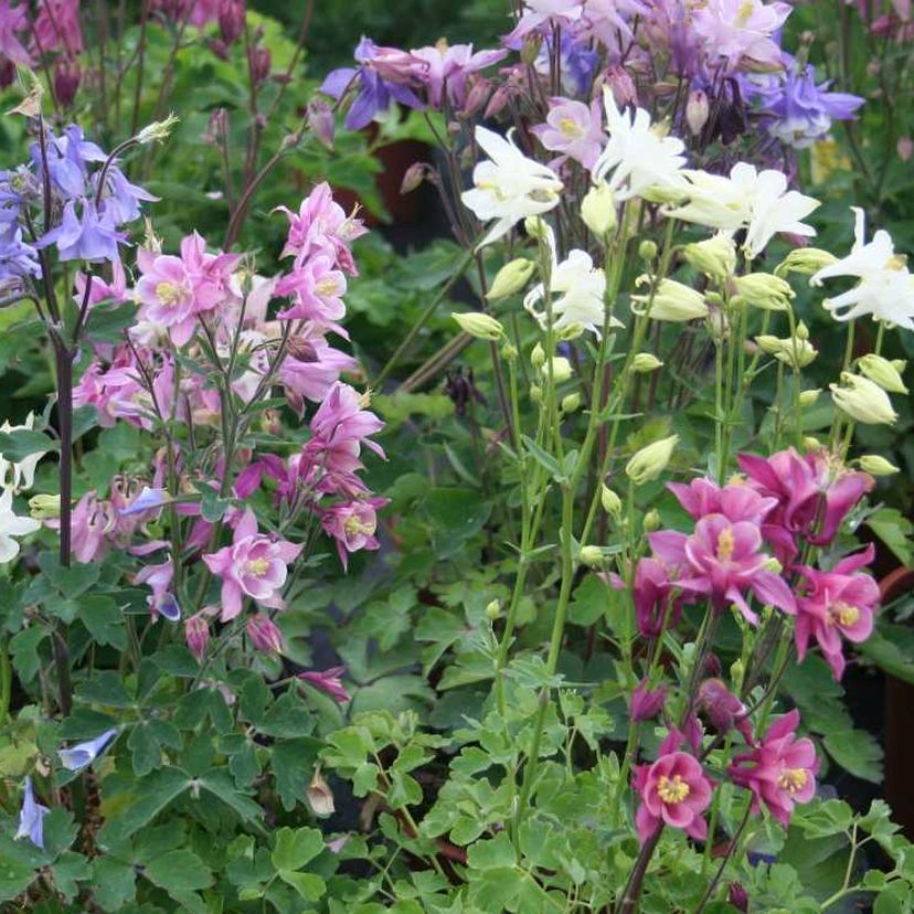 Aquilegia caer. 'Biedermeier'