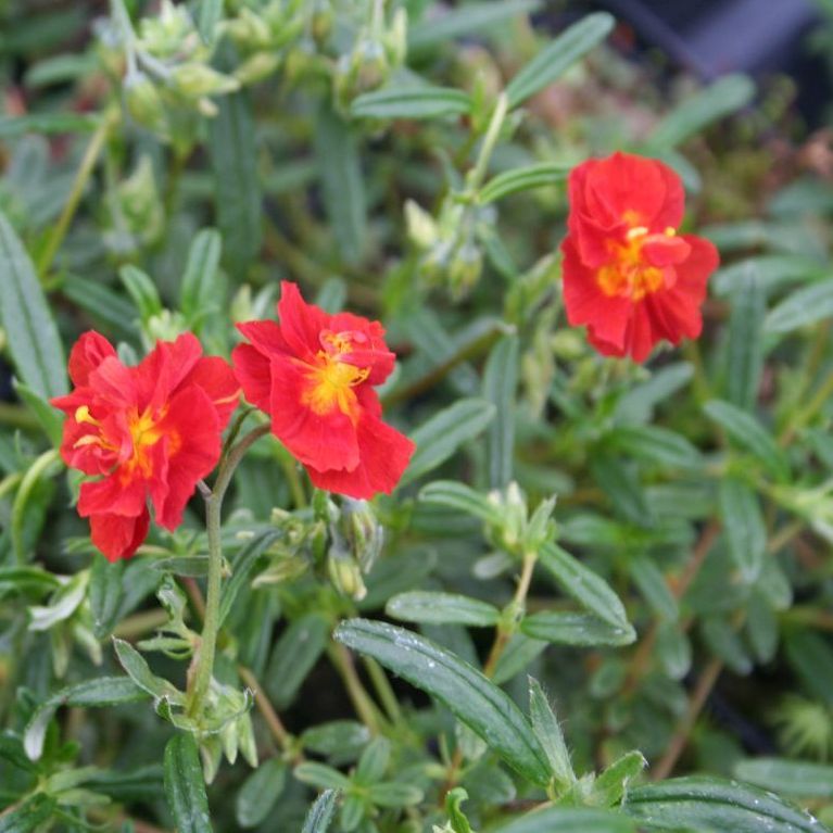 Helianthemum hybr. 'Feuerbrand'