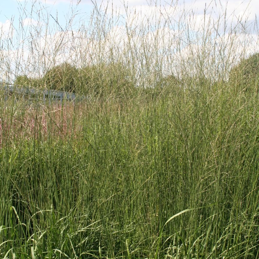 STM Molinia arundinacea 'Karl Foerster' P 1 sim203377.2