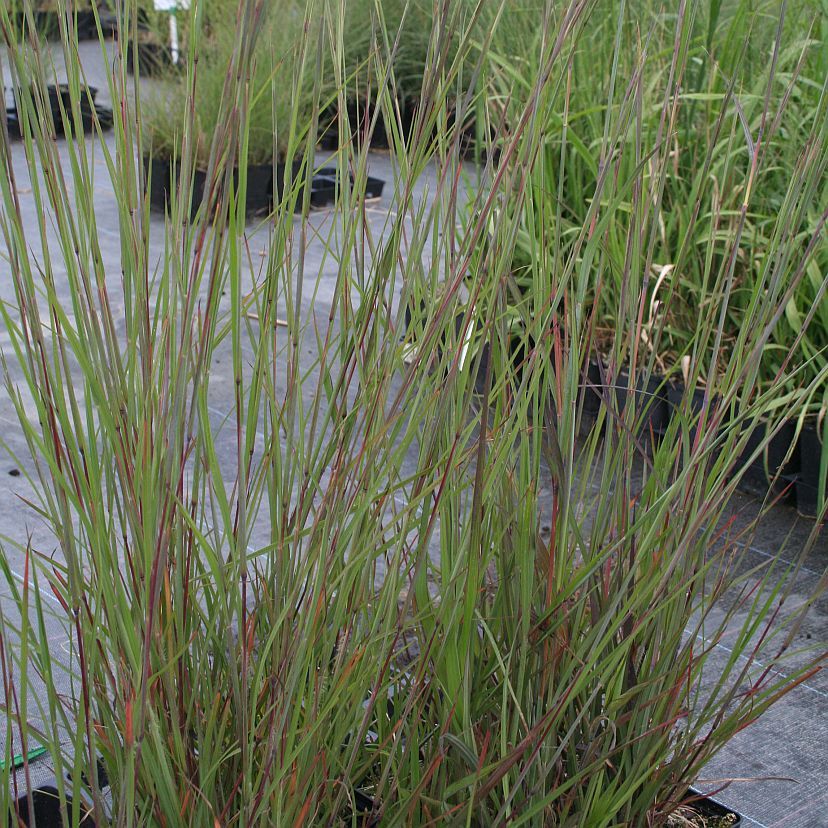 STM - Andropogon scoparius 'Wild West'