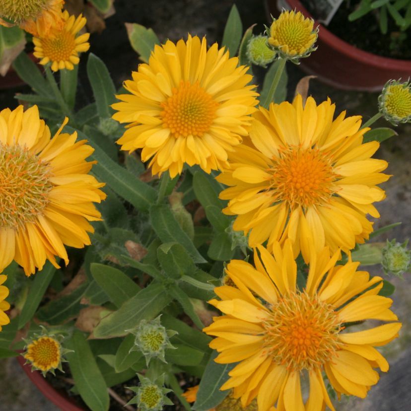 STM - Gaillardia grdfl. 'Mesa Yellow'