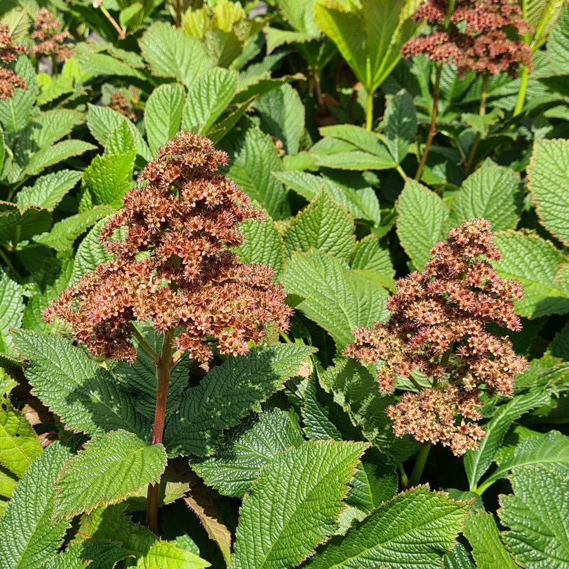 STM - Rodgersia pinnata 'Die Gmünd'
