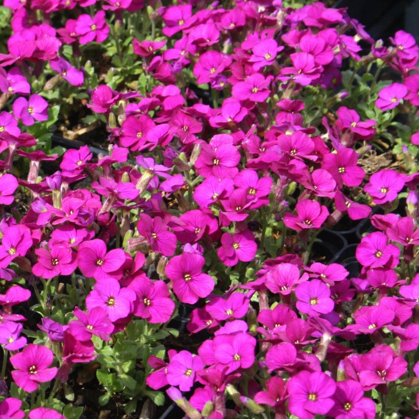 Aubrieta cult. 'Regado Red'