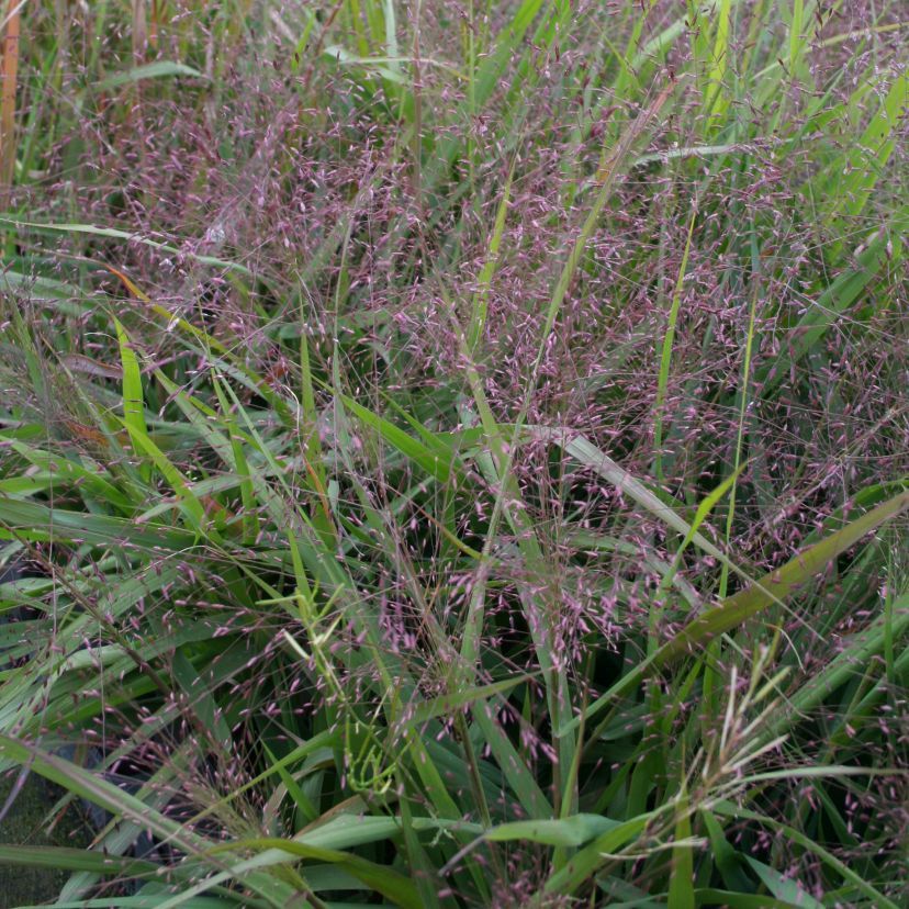 STM - Eragrostis spectabilis