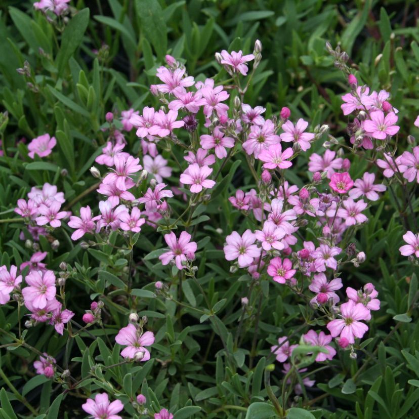 Gypsophila repens 'Rosea'