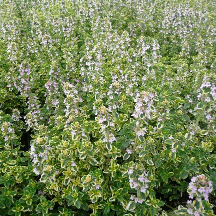 STM - Thymus citriodorus 'Lemon Variegatet'