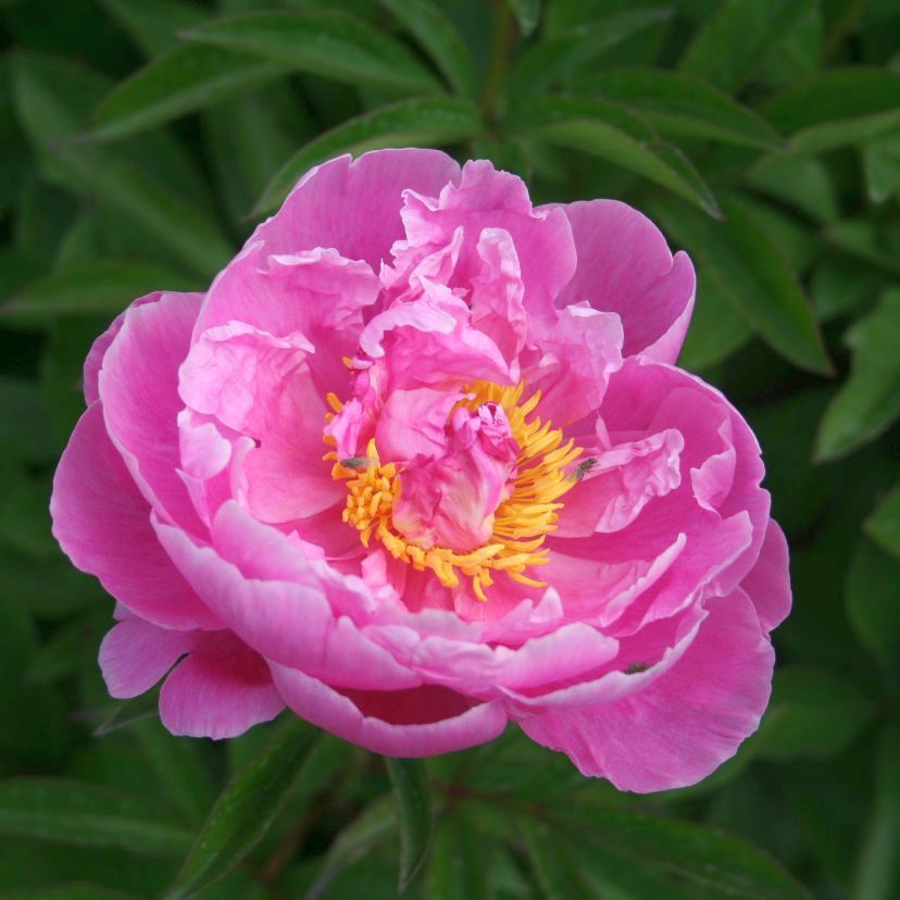 Paeonia lact. 'Dr. A. Fleming'