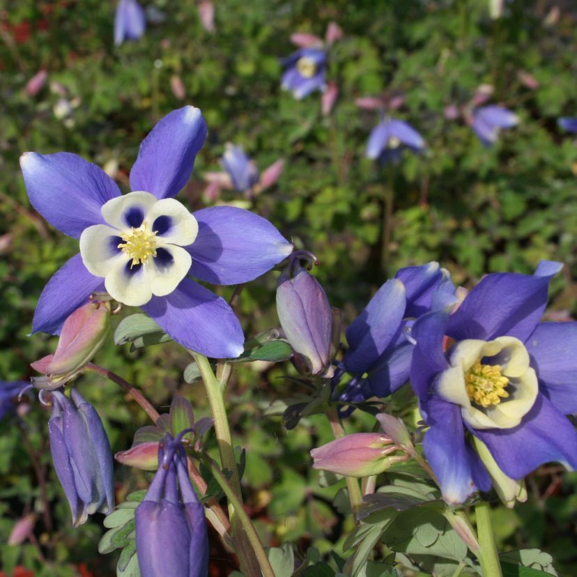 STM - Aquilegia caer. 'Spring Magic Blue White'