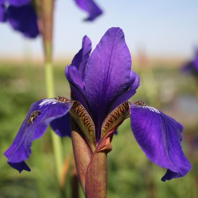 Iris sibirica 'Niklas Sea'