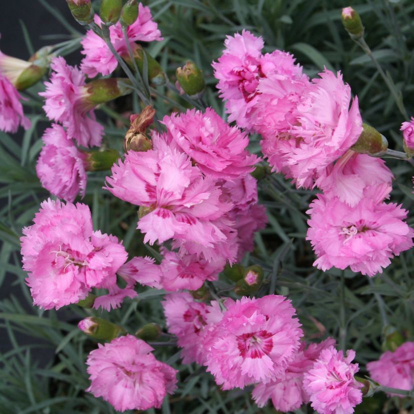 Dianthus plum. 'Maggie'