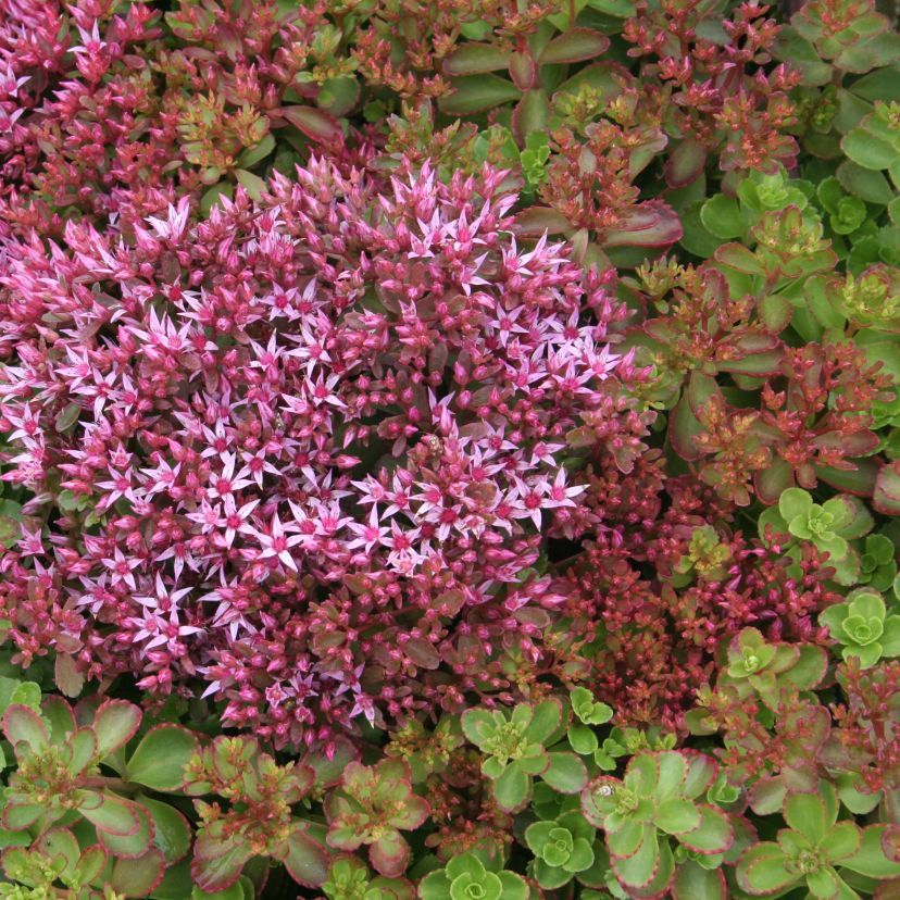 Sedum spurium 'Fuldaglut'
