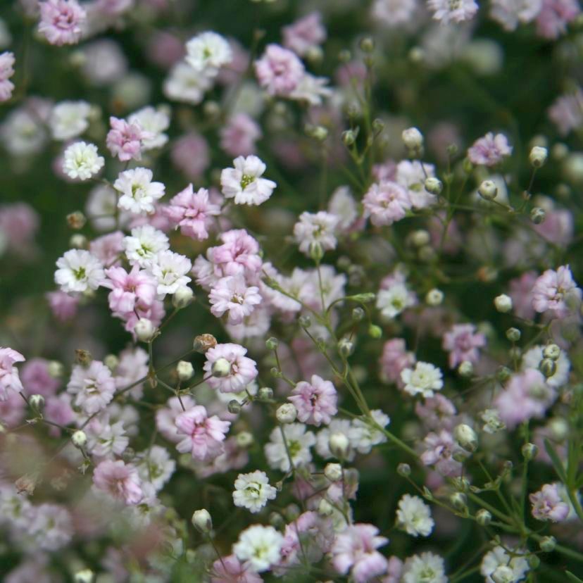 STM - Gypsophila repens 'Rosenschleier'