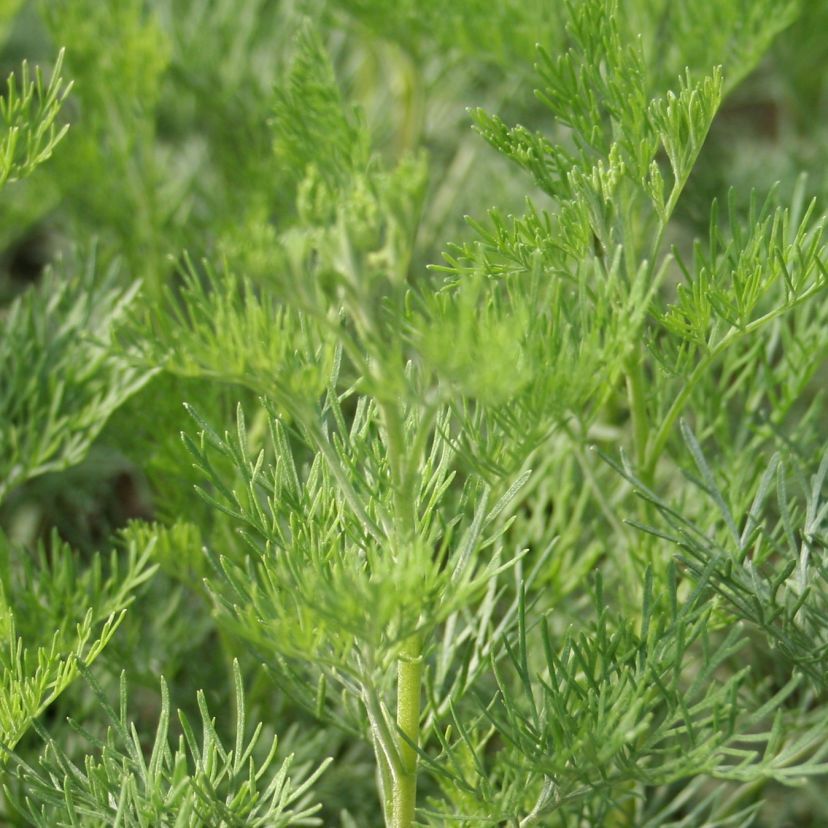 STM - Artemisia abrotanum 'Citrina'