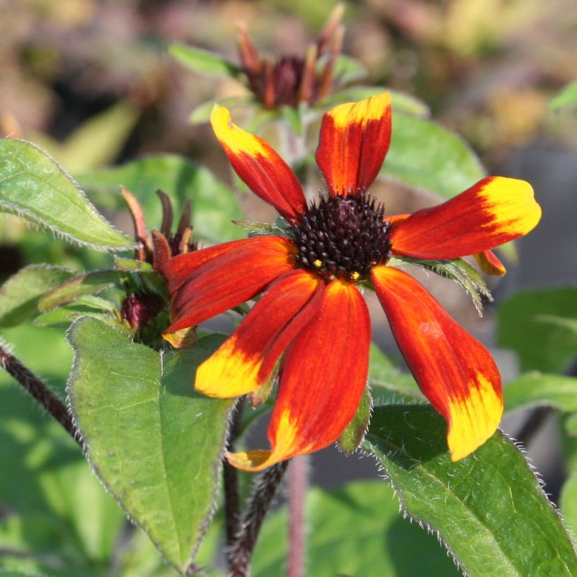 STM - Rudbeckia triloba 'Prairie Glow'
