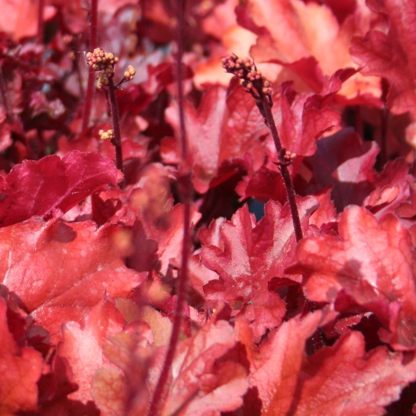 STM - Heuchera hybr. 'Peach Flambe'