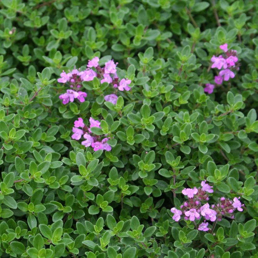 Thymus citriodorus 'Typ Lammefjord'