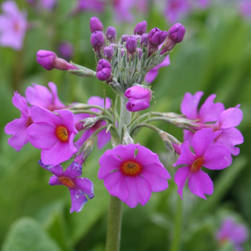 Primula beesiana