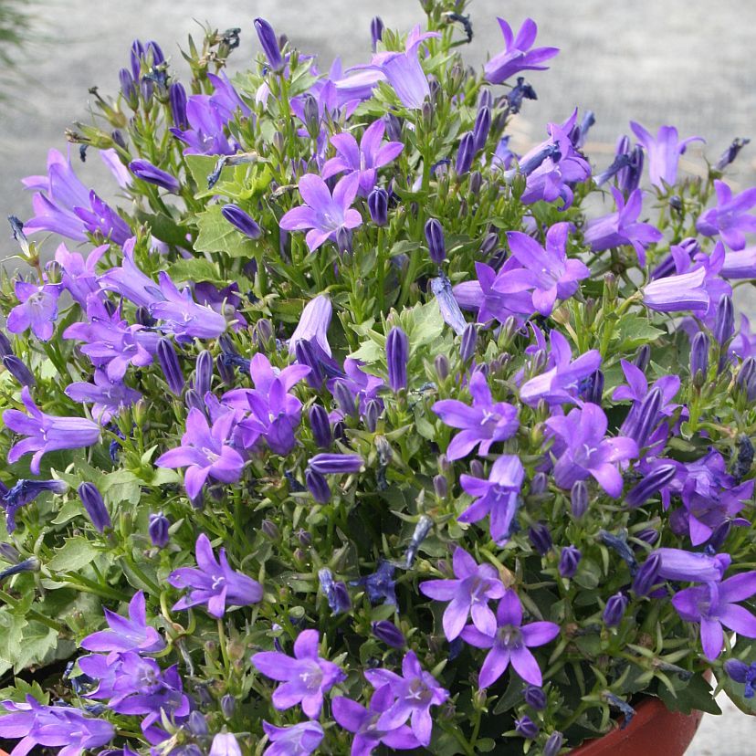 STM - Campanula portens. 'Clockwise Deep Blue'