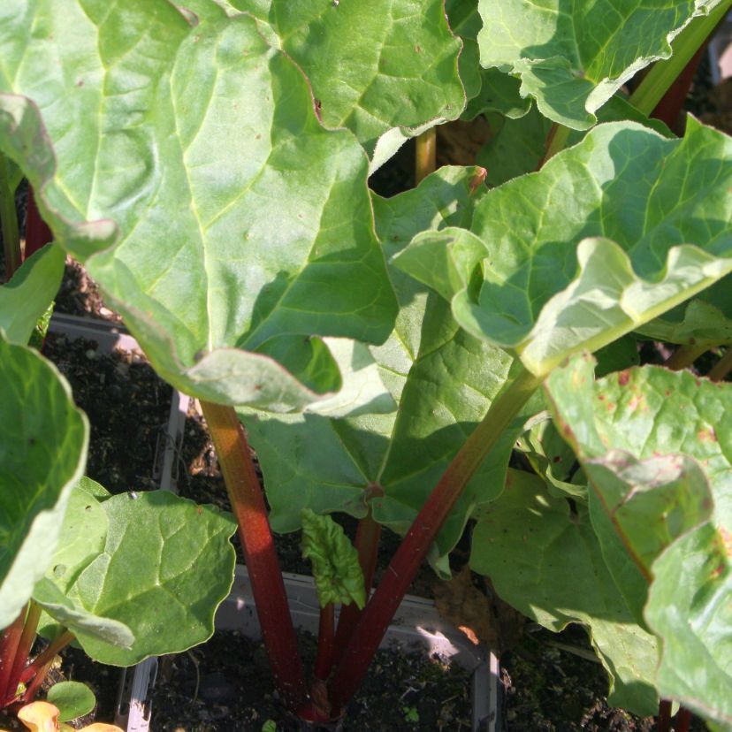 Rheum rhabarbarum 'Frambozen Rood'