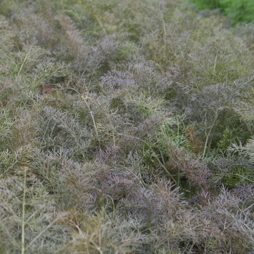 Foeniculum vulgare 'Atropurpurea'