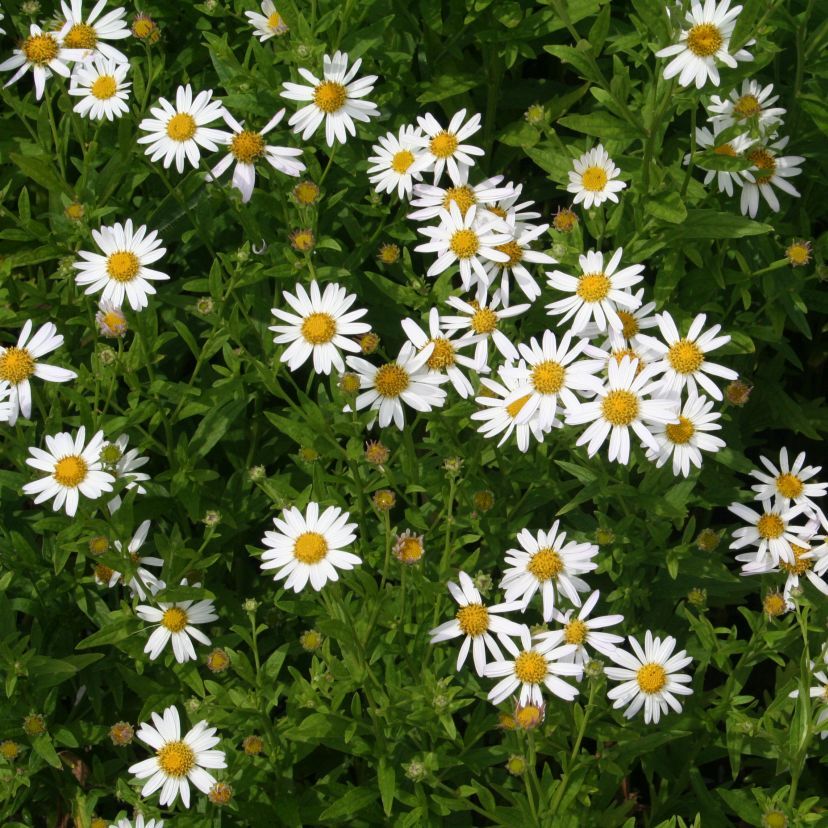 Kalimeris incisa 'Alba'