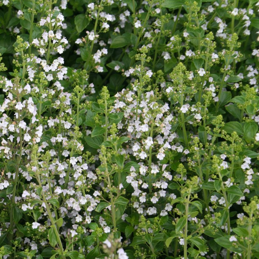 STM - Calamintha nepeta, weiß