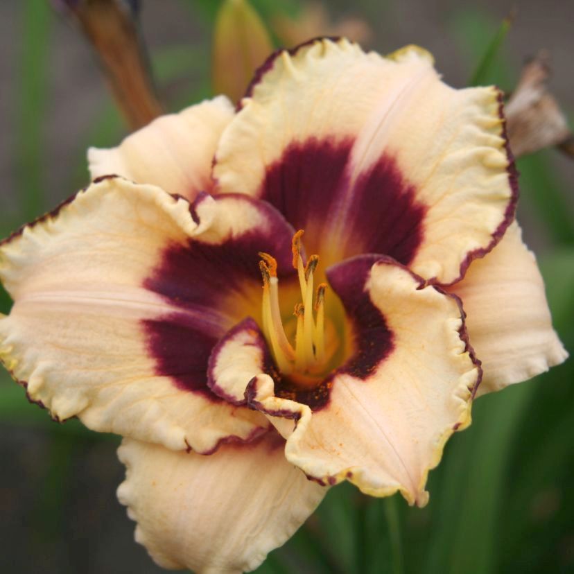 STM - Hemerocallis hybr. 'Canadian Border Patrol'