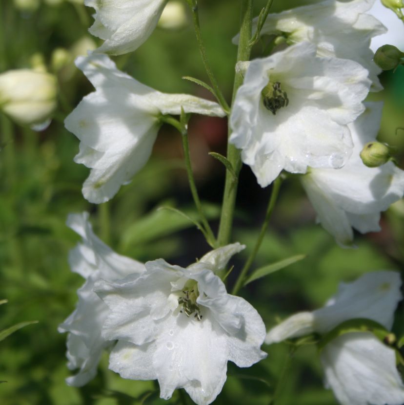 STM - Delphinium hybr. weiß