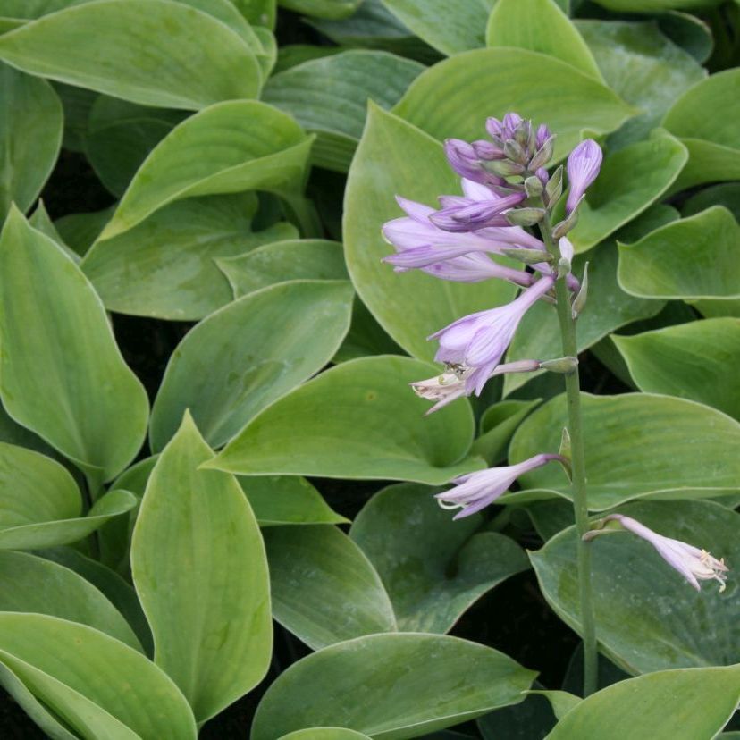 Hosta sieboldiana 'Elegans'