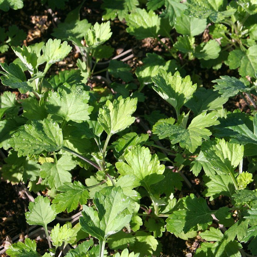 Artemisia vulgaris