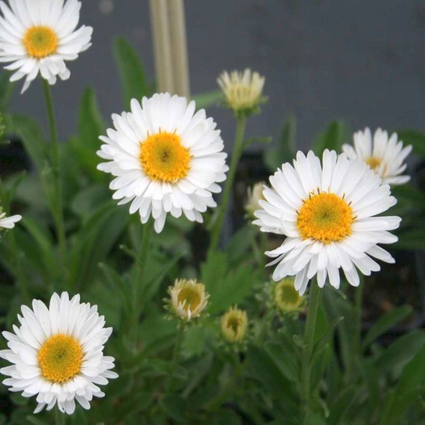Aster alpinus 'Albus'