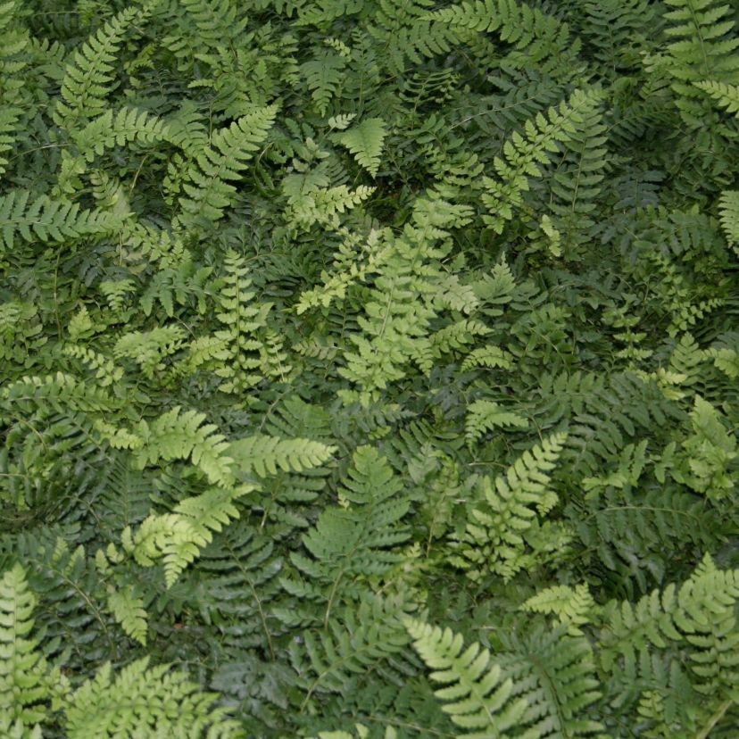 Polystichum aculeatum