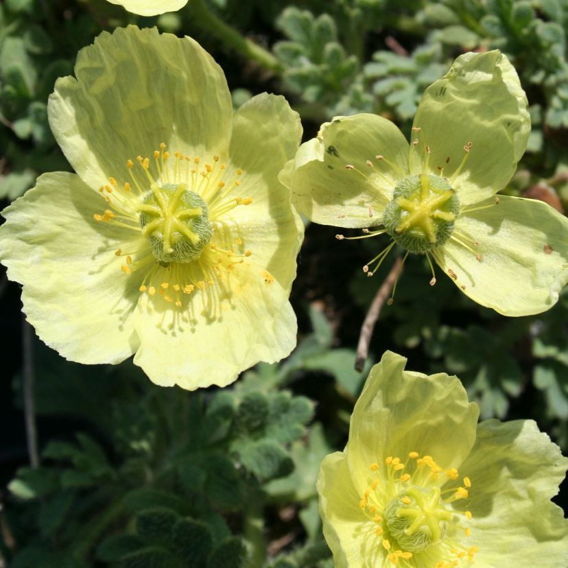 Papaver miyabeanum 'Pacino'